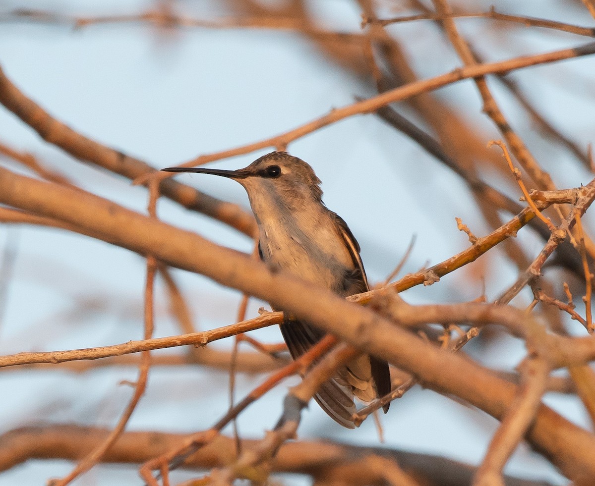 Costa's Hummingbird - ML350455891