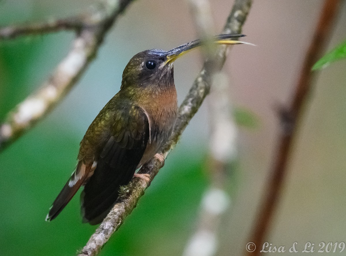 Rufous-breasted Hermit - ML350457351