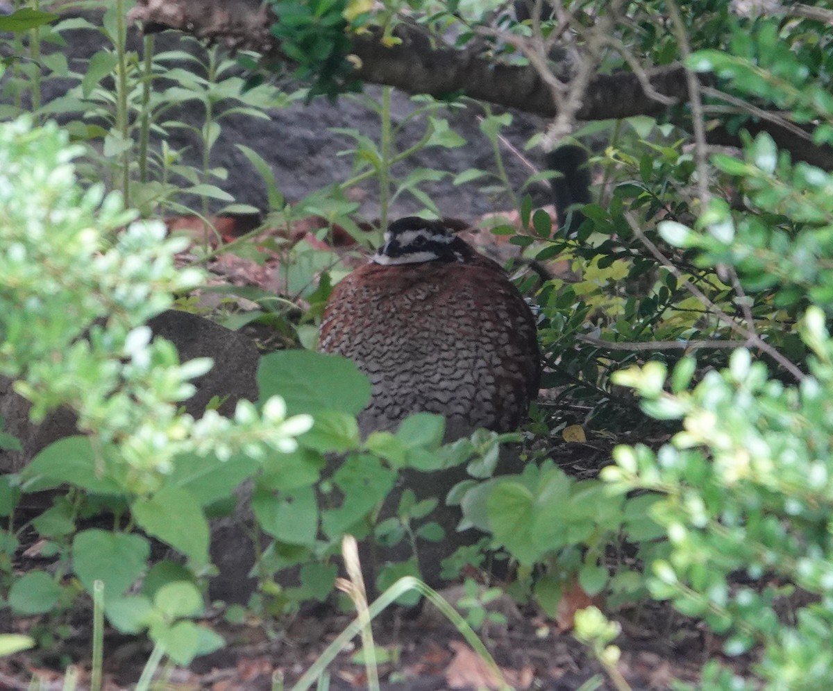 Northern Bobwhite - ML350457601