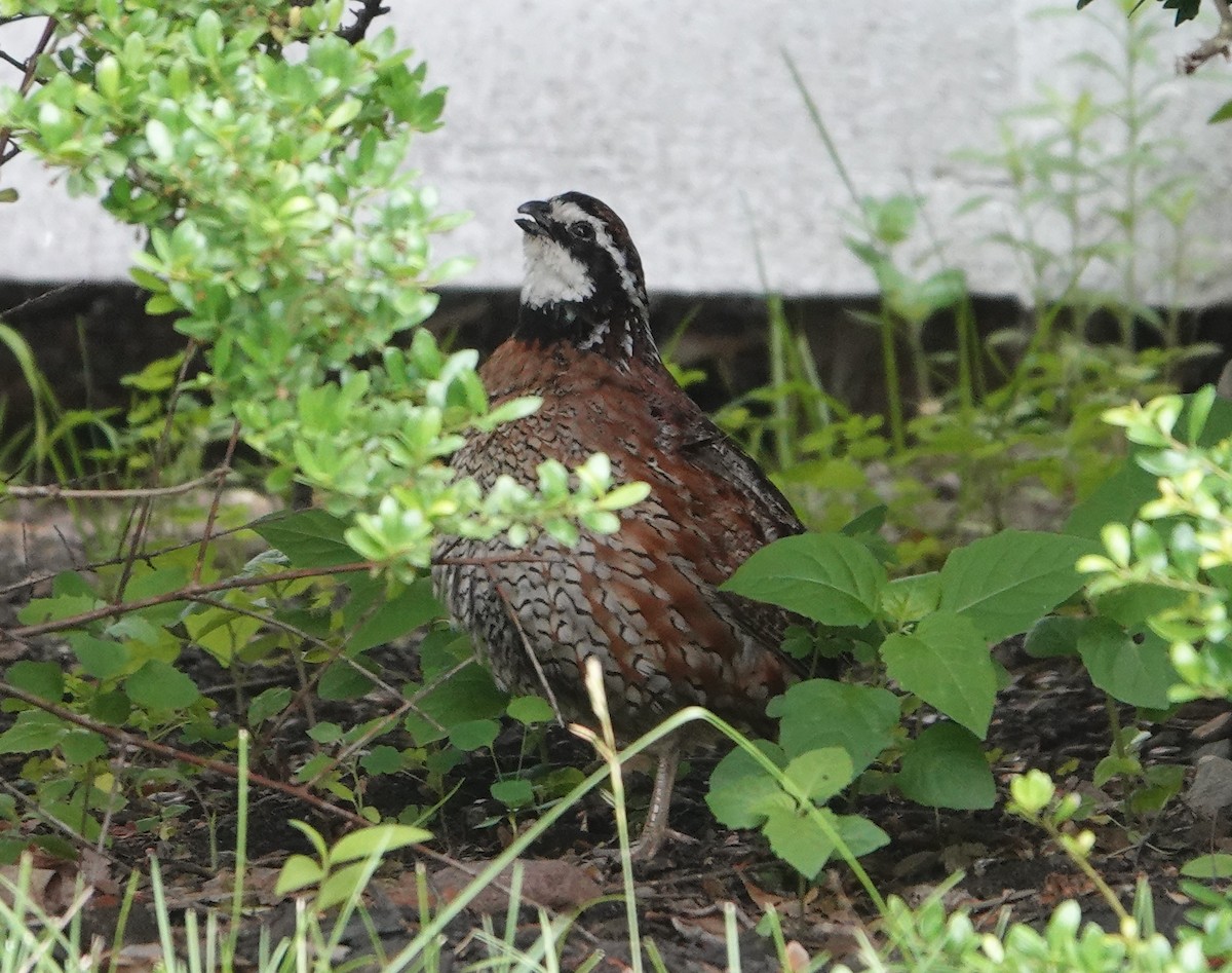 Northern Bobwhite - ML350457611