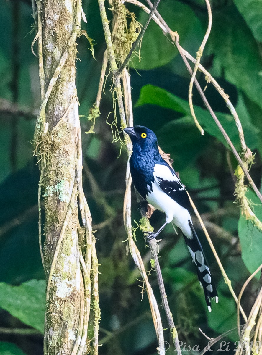 Magpie Tanager - ML350458301