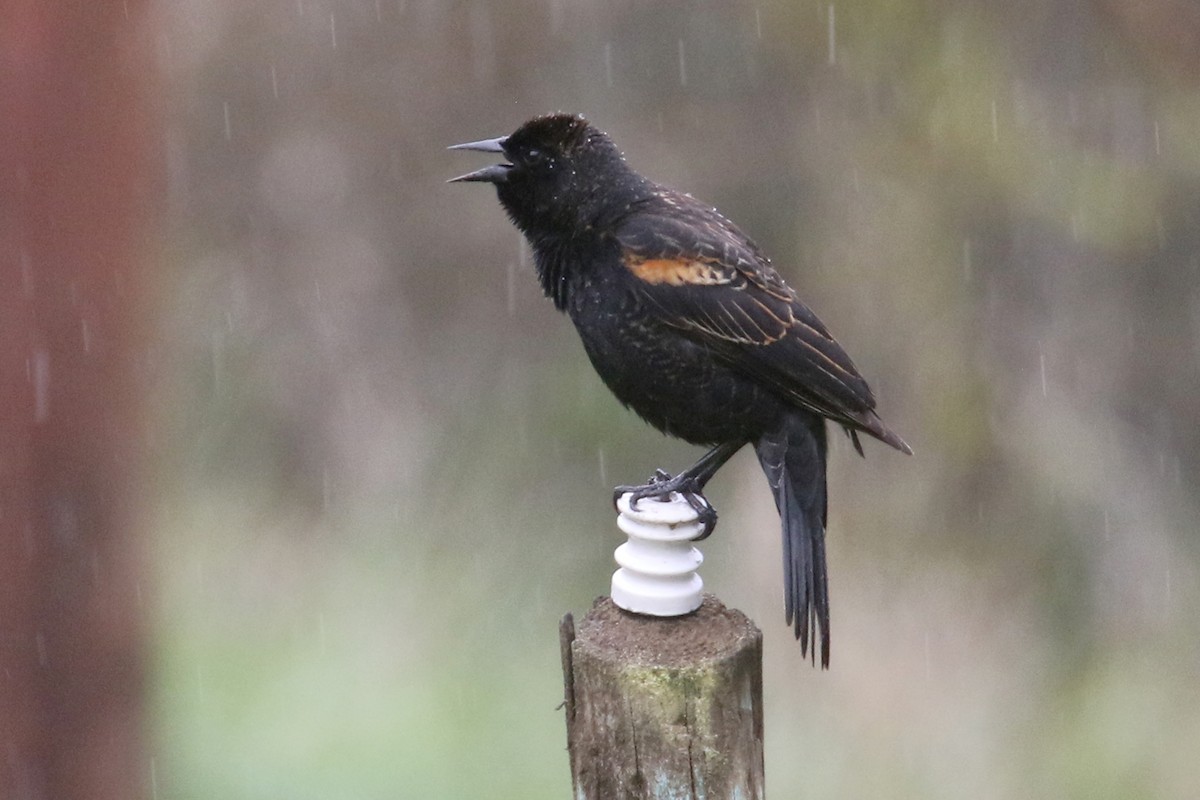 Red-winged Blackbird - Noah Strycker