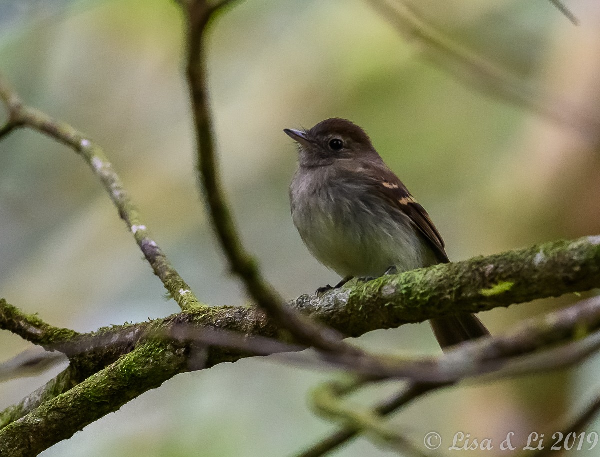 Euler's Flycatcher - ML350459161