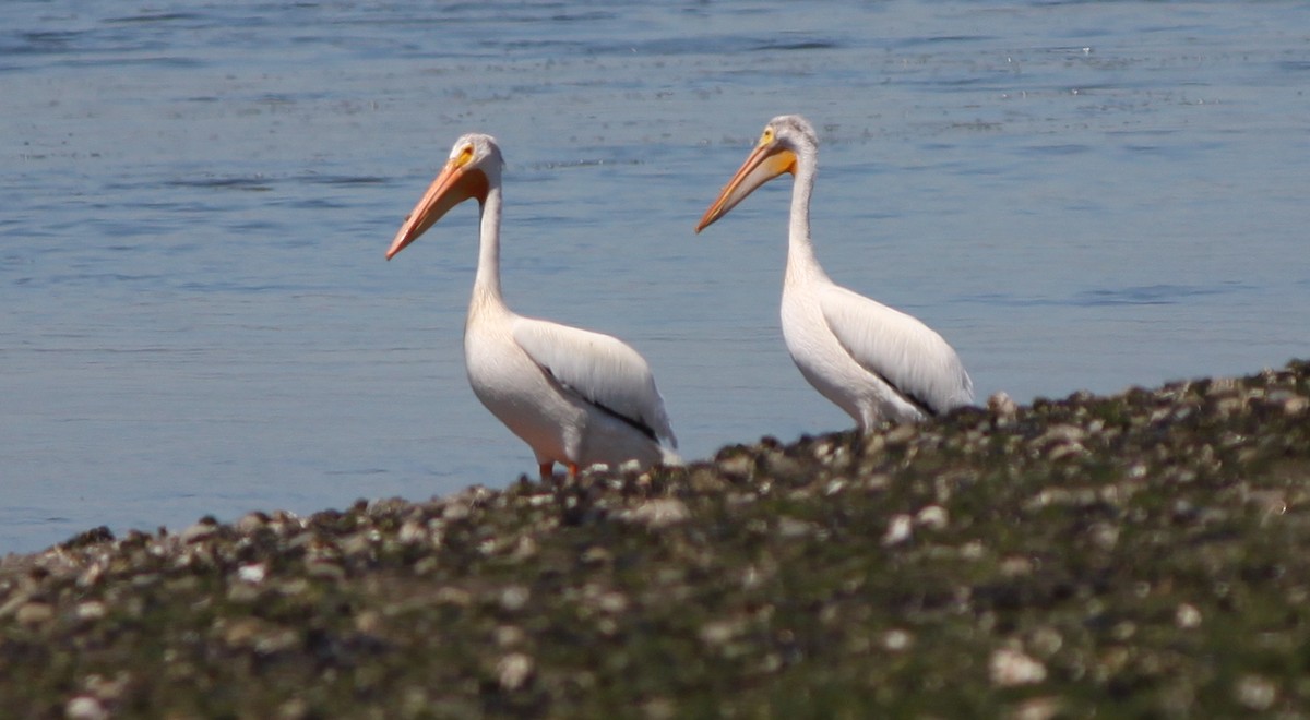 pelikán severoamerický - ML350459721