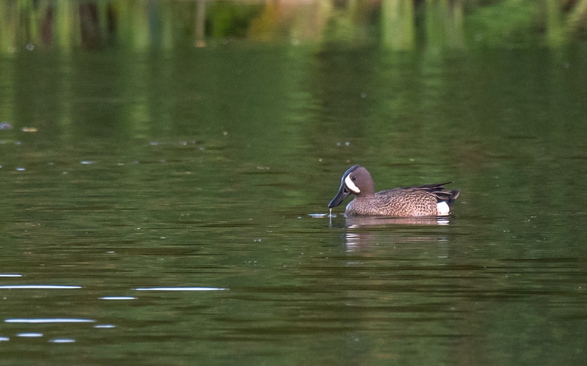 Blue-winged Teal - ML350460091