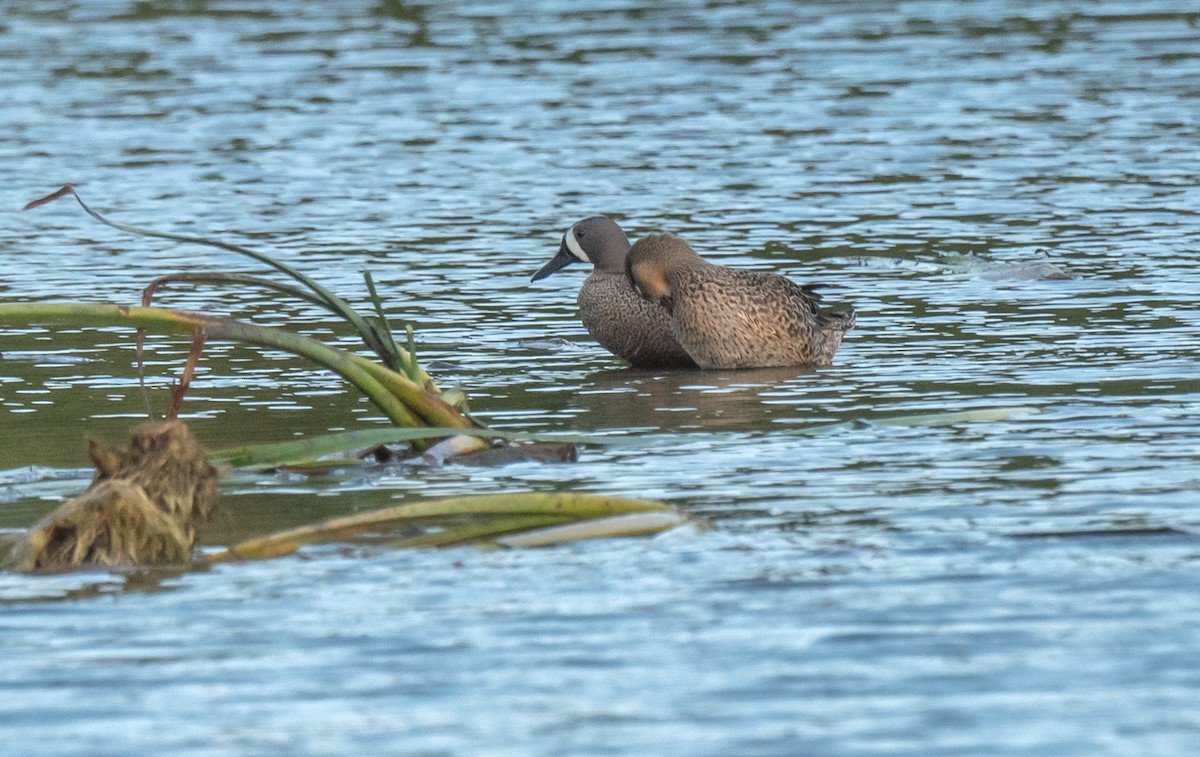 Blue-winged Teal - ML350460111