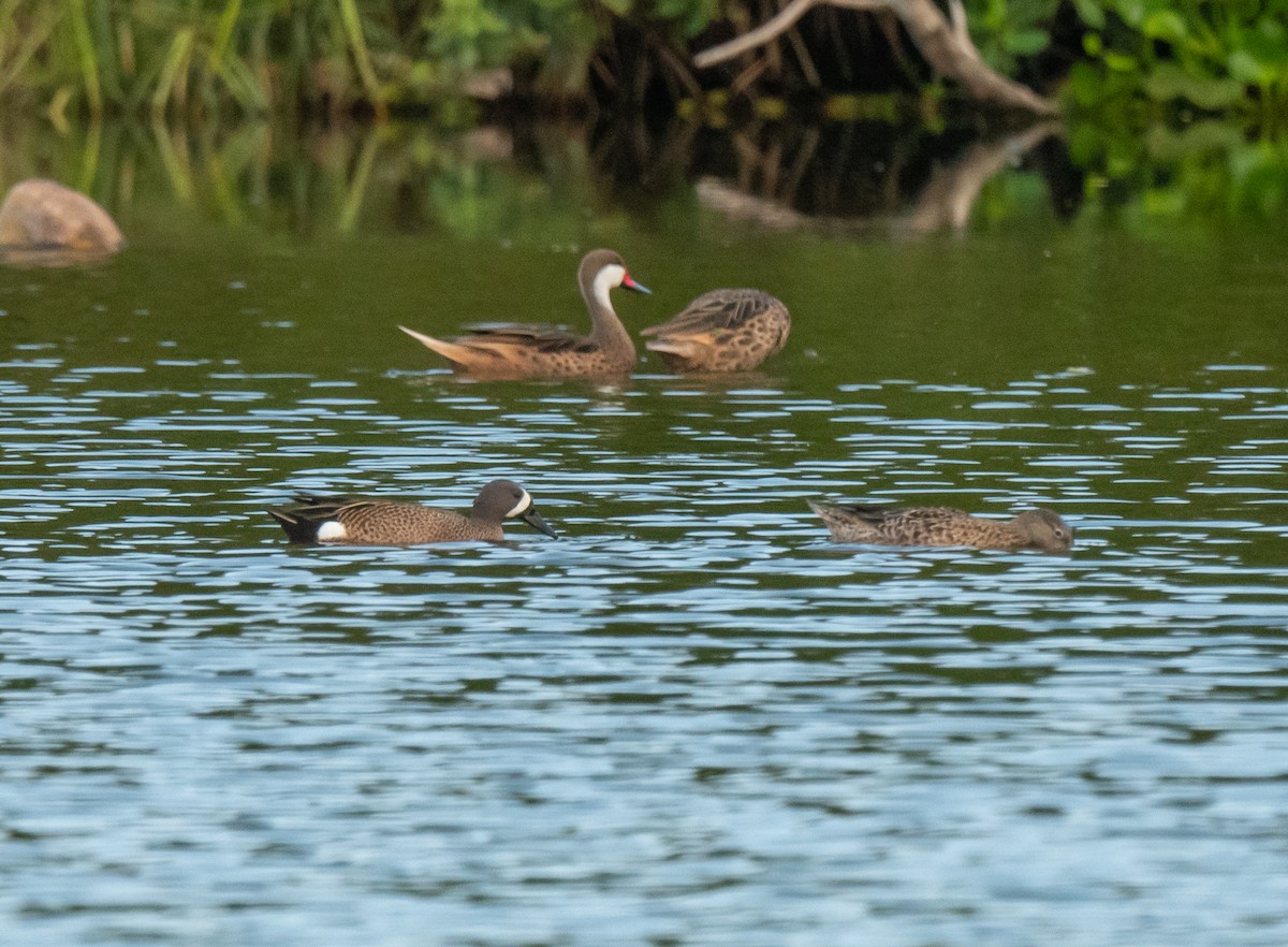 Blue-winged Teal - ML350460261