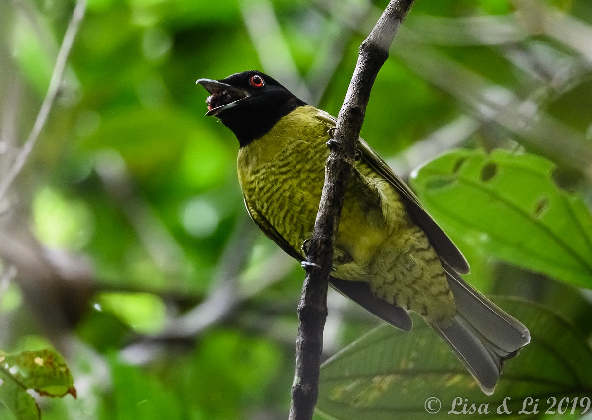 Black-headed Berryeater - ML350463171