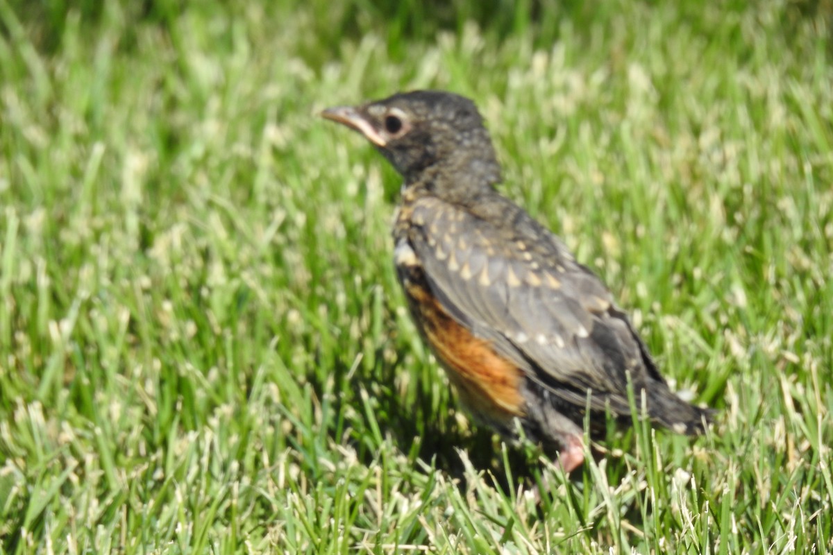 American Robin - ML350463481