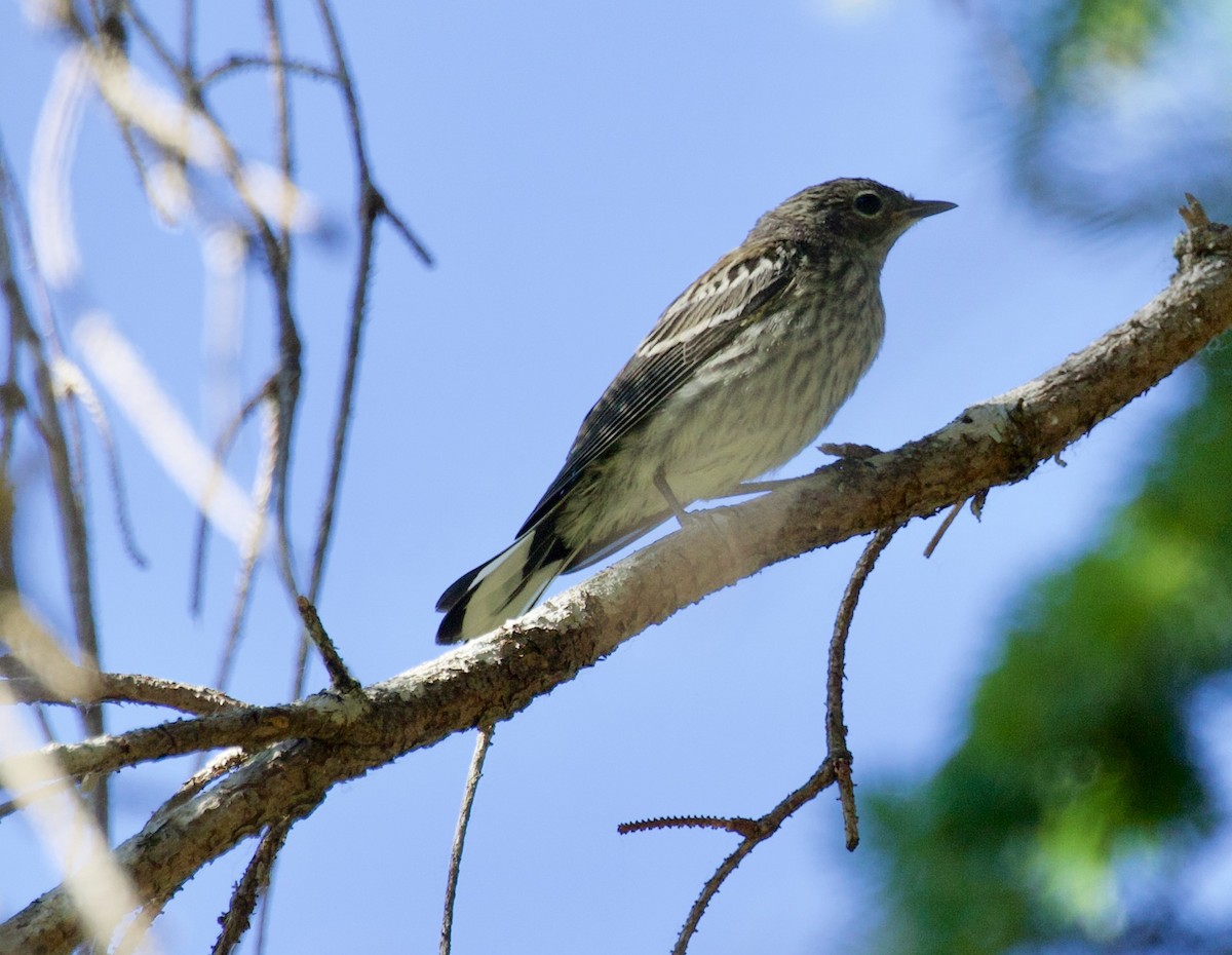 Yellow-rumped Warbler - ML350464461