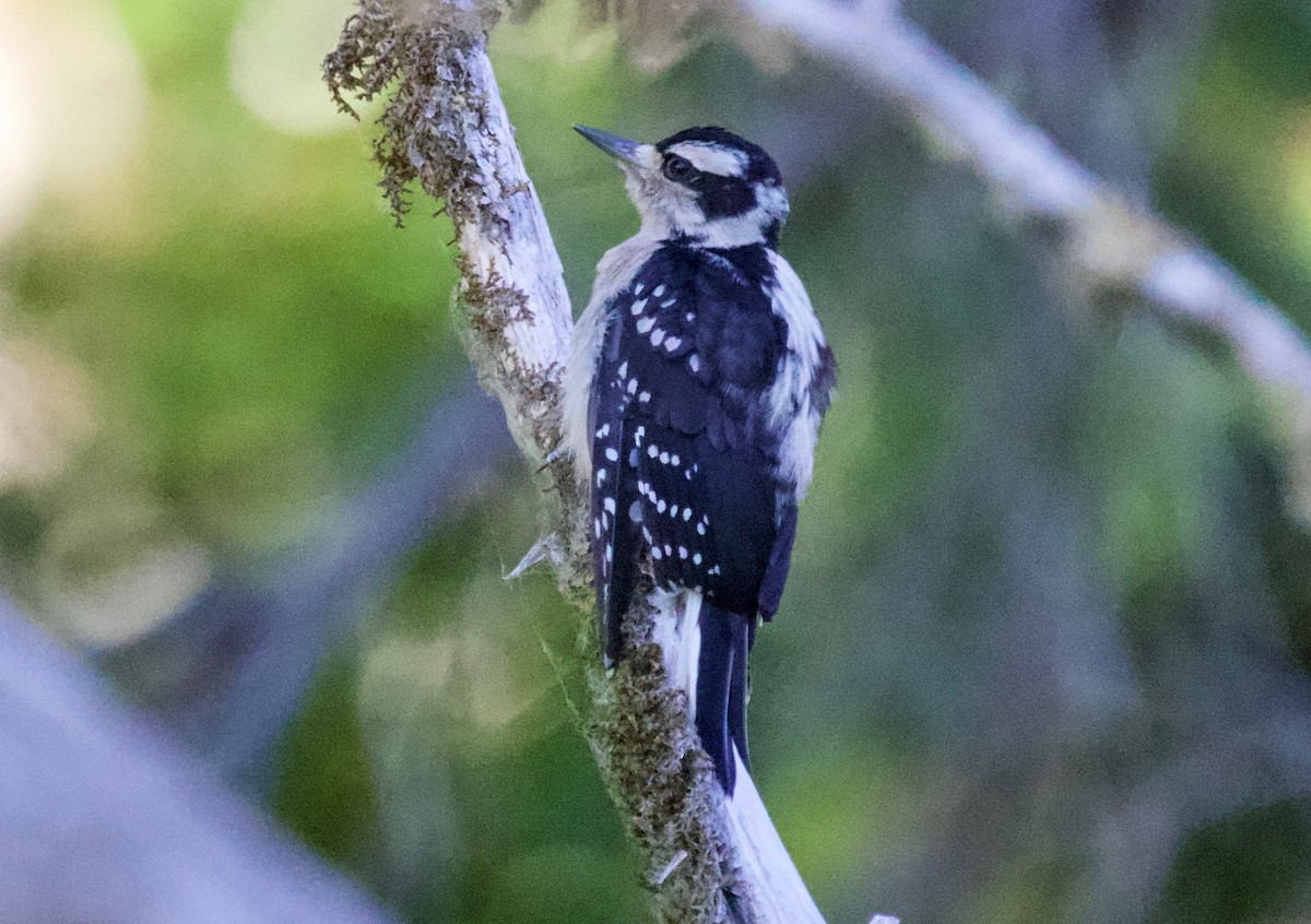 Hairy Woodpecker - ML350464541