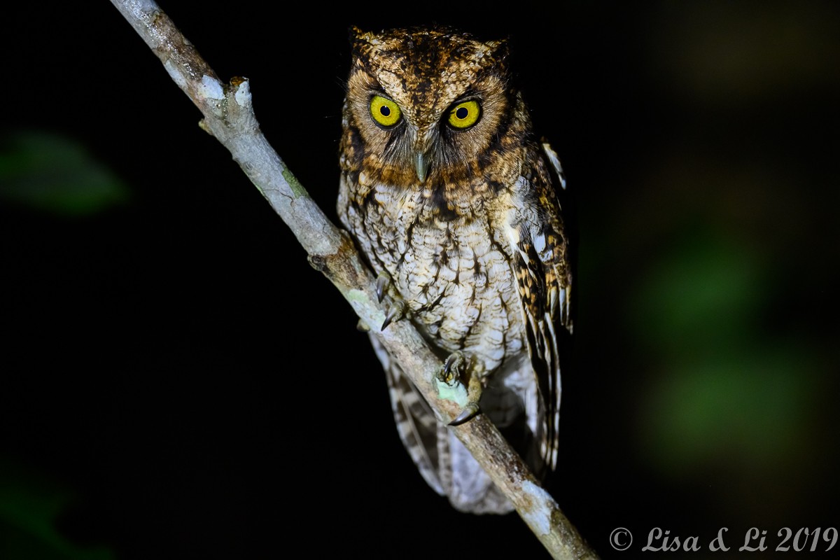 Black-capped Screech-Owl - ML350464791