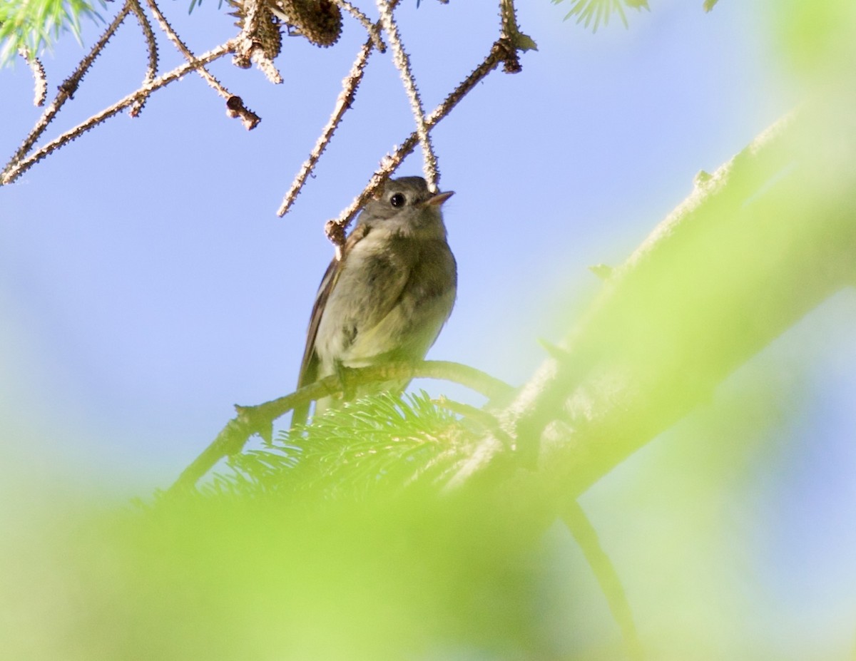 Hammond's Flycatcher - ML350465351