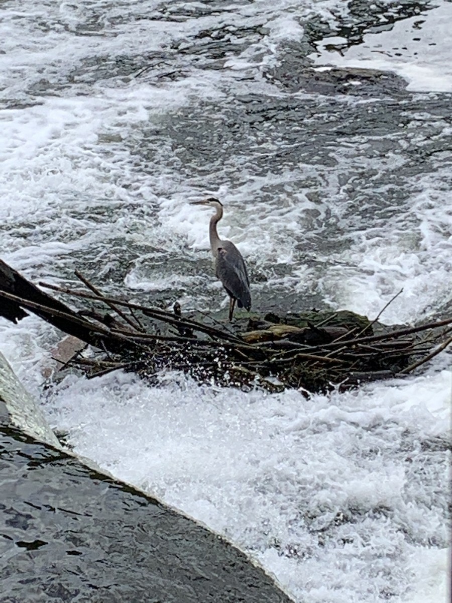 Great Blue Heron - A D