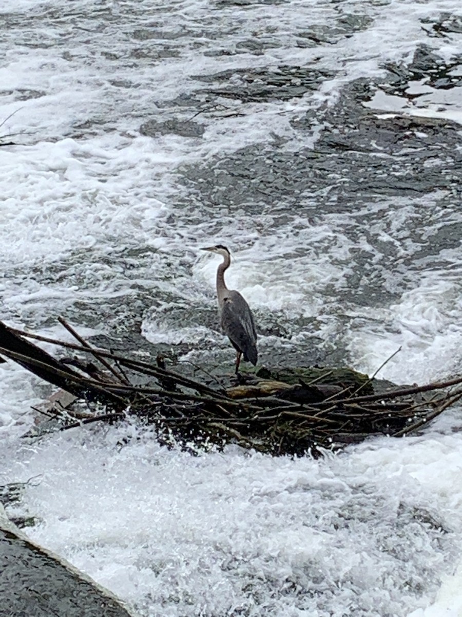 Great Blue Heron - ML350465481