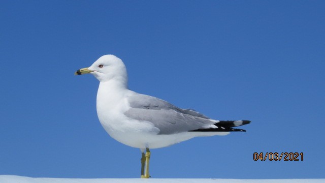 Ring-billed Gull - ML350466111