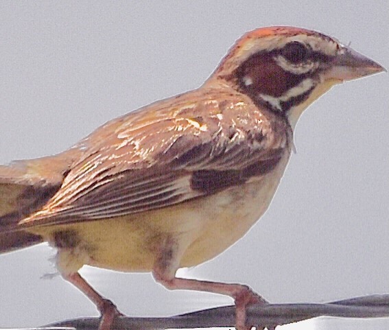 Lark Sparrow - Jason C. Martin