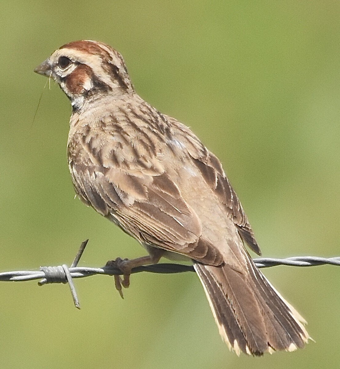 Bruant à joues marron - ML350467901