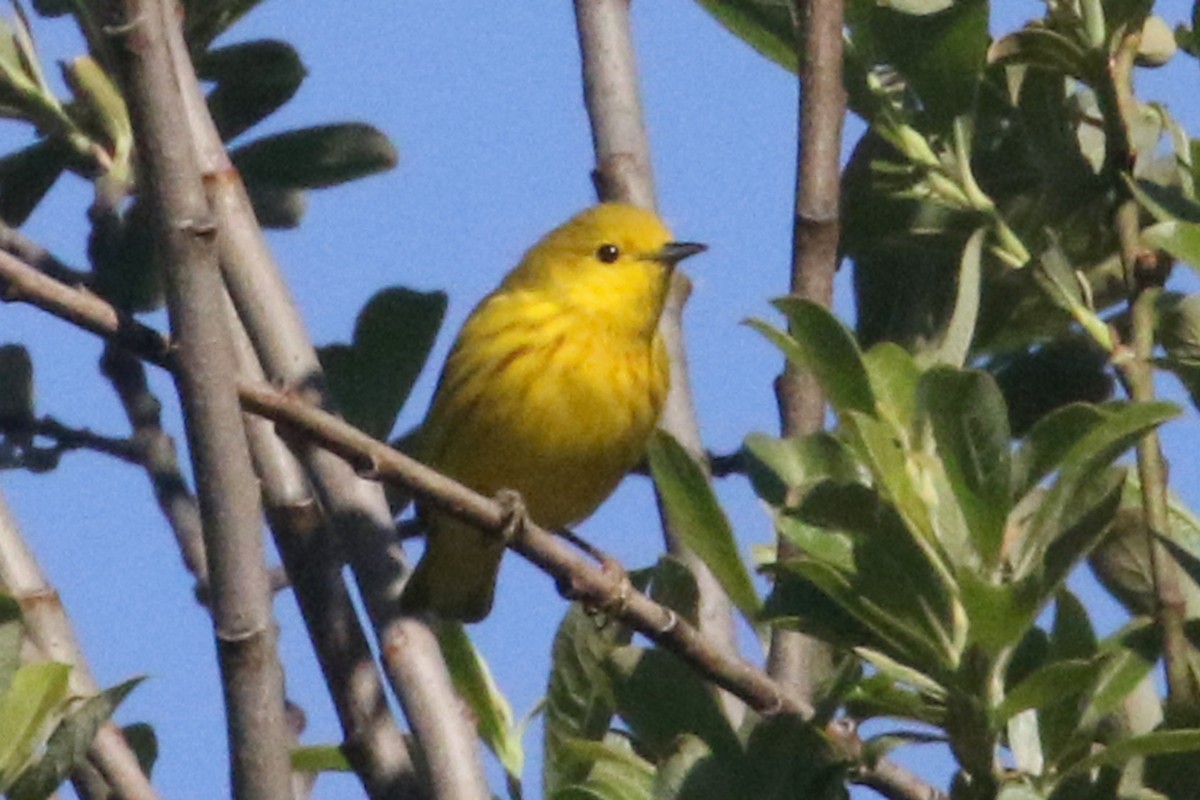 Yellow Warbler - Noah Strycker