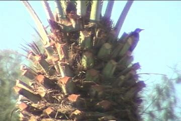 Acorn Woodpecker - ML350469161