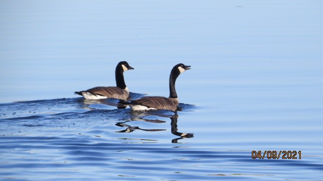 Canada Goose - ML350470011