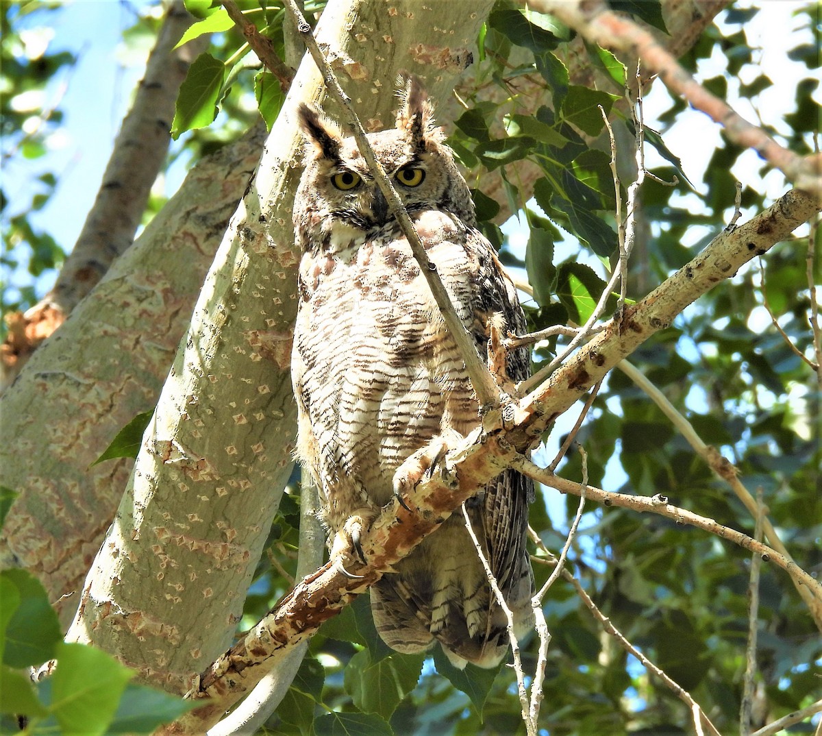 Great Horned Owl - ML350470451