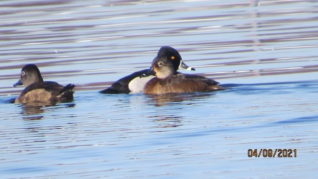 Ring-necked Duck - ML350470641