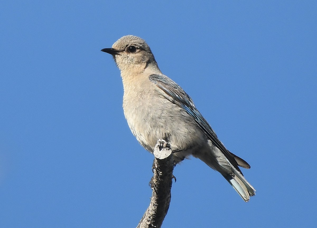 Mountain Bluebird - ML350470951