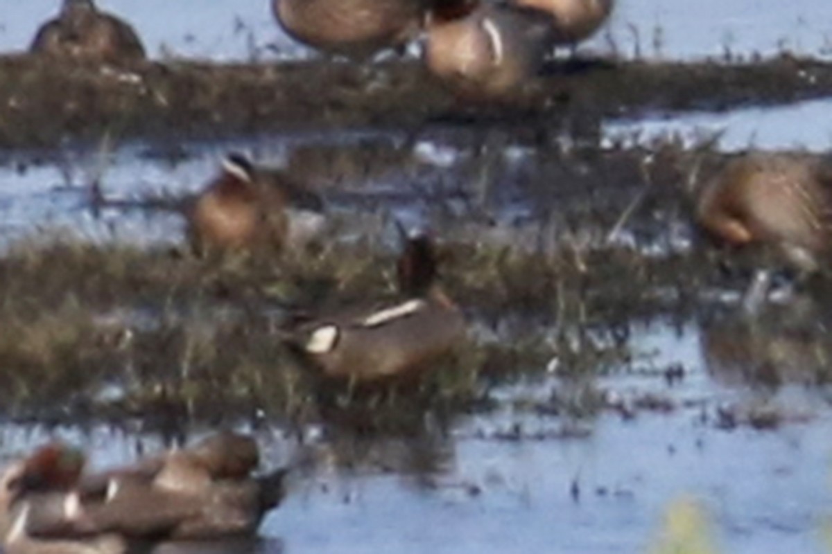 Green-winged Teal (Eurasian) - ML350471541