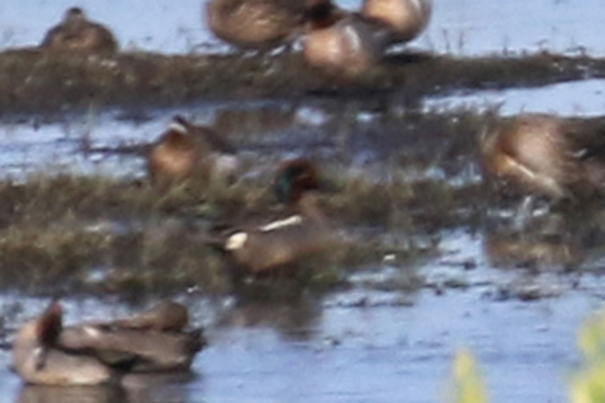 Green-winged Teal (Eurasian) - ML350471581