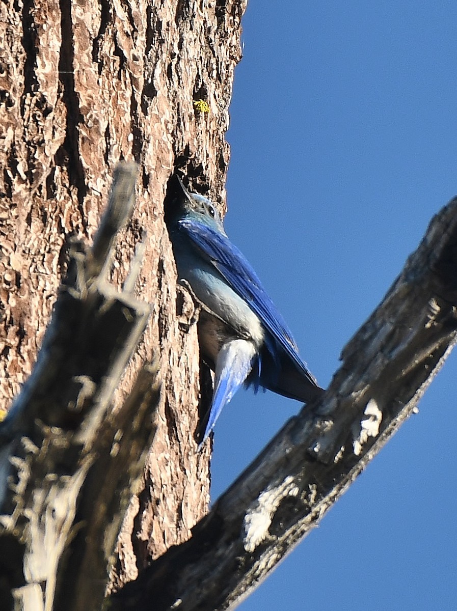 Mountain Bluebird - ML350471751