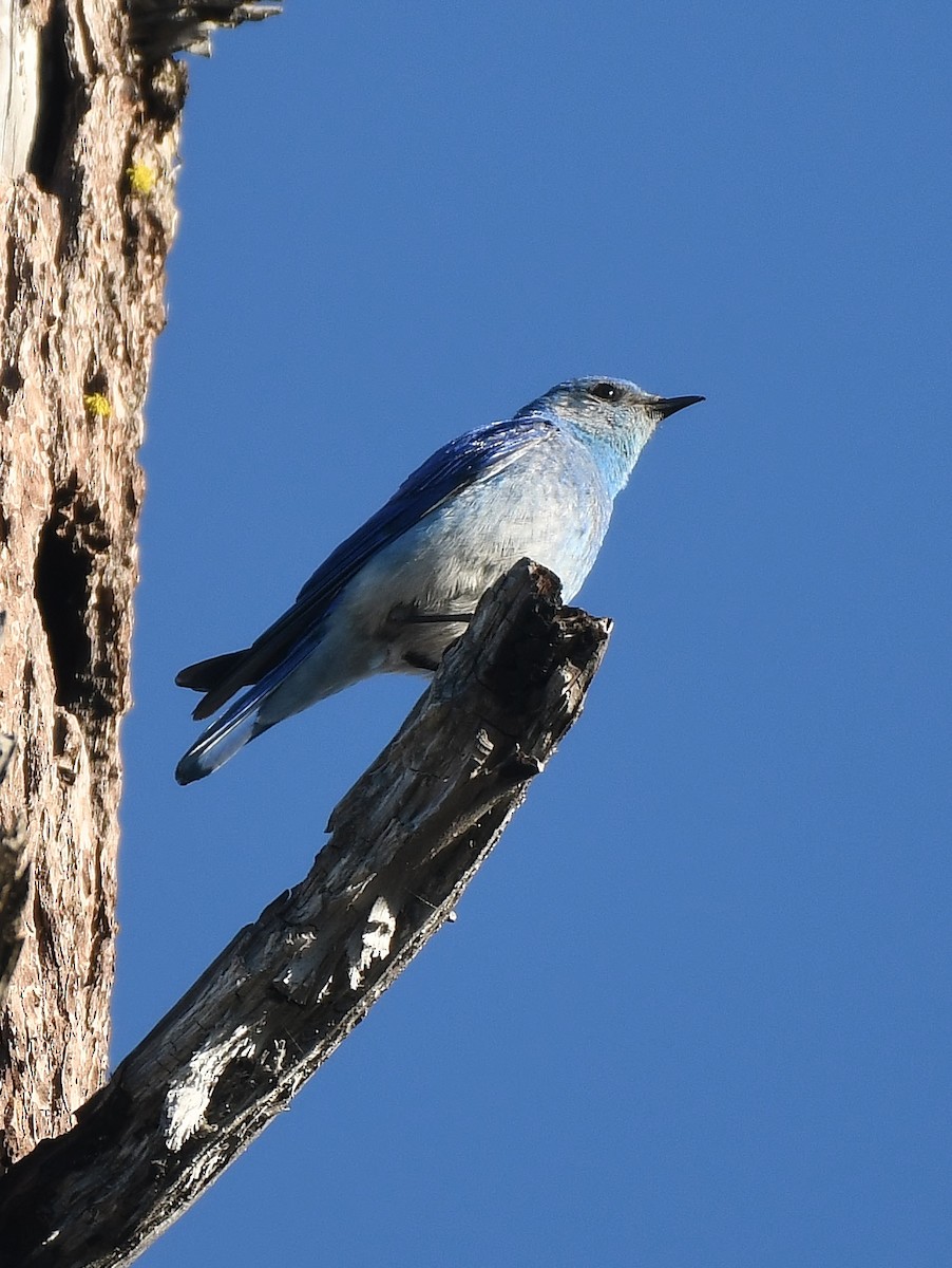 Mountain Bluebird - ML350471761