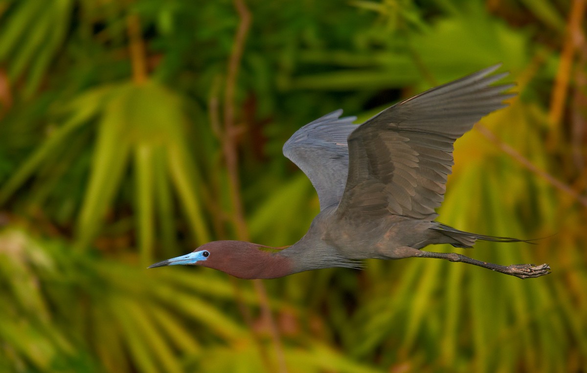 Little Blue Heron - ML35047251