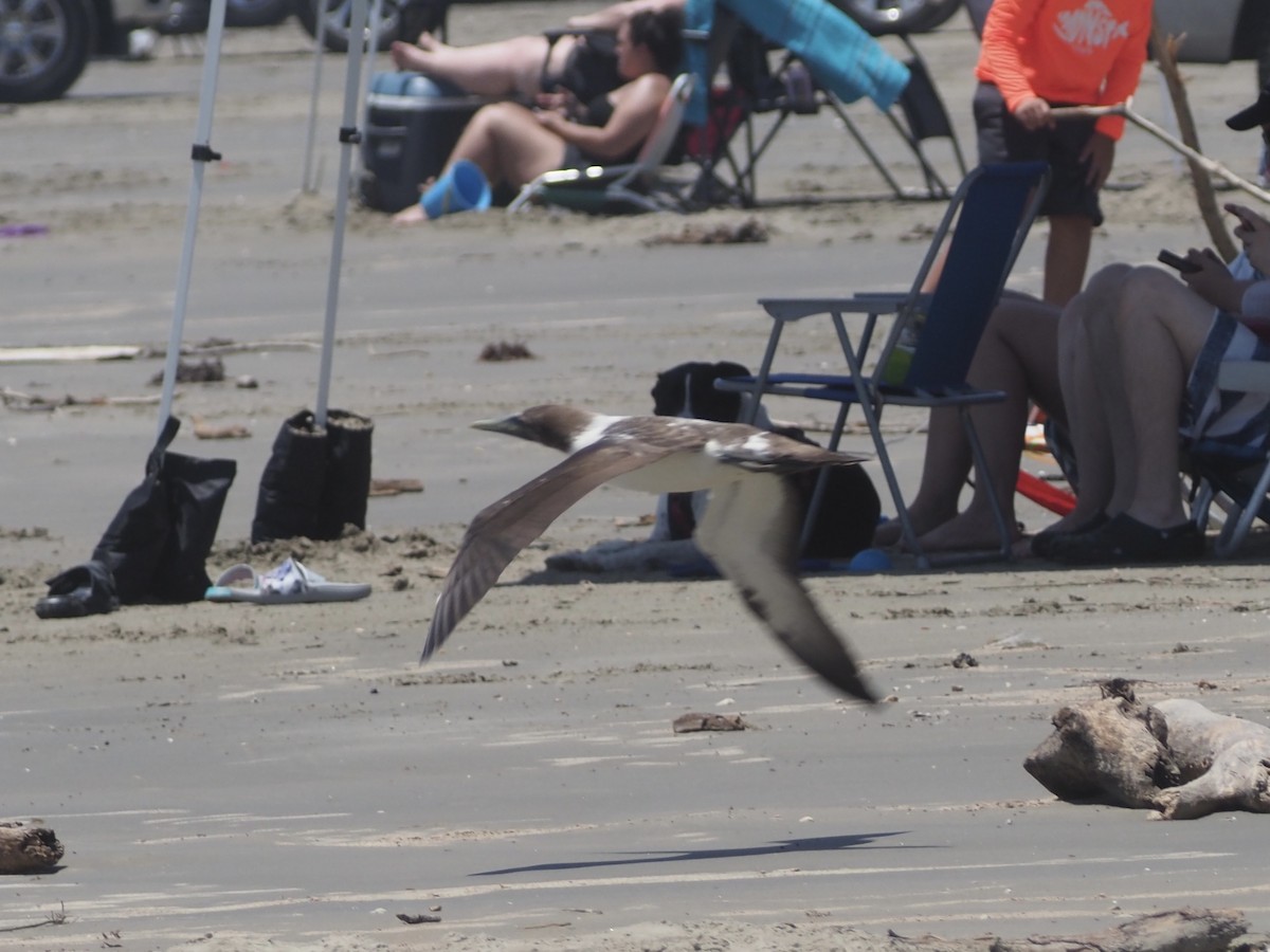 Masked Booby - ML350473361