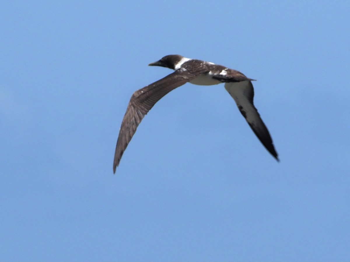 Masked Booby - Cin-Ty Lee