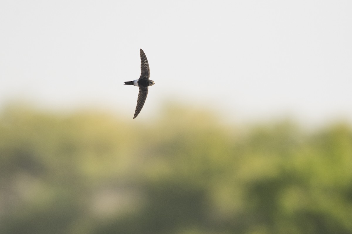 Horus Swift (White-rumped) - ML350474091