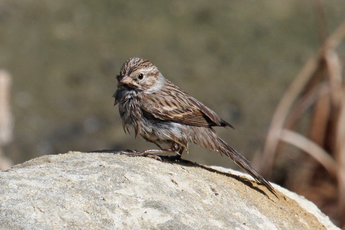 Brewer's Sparrow - Jamie Chavez