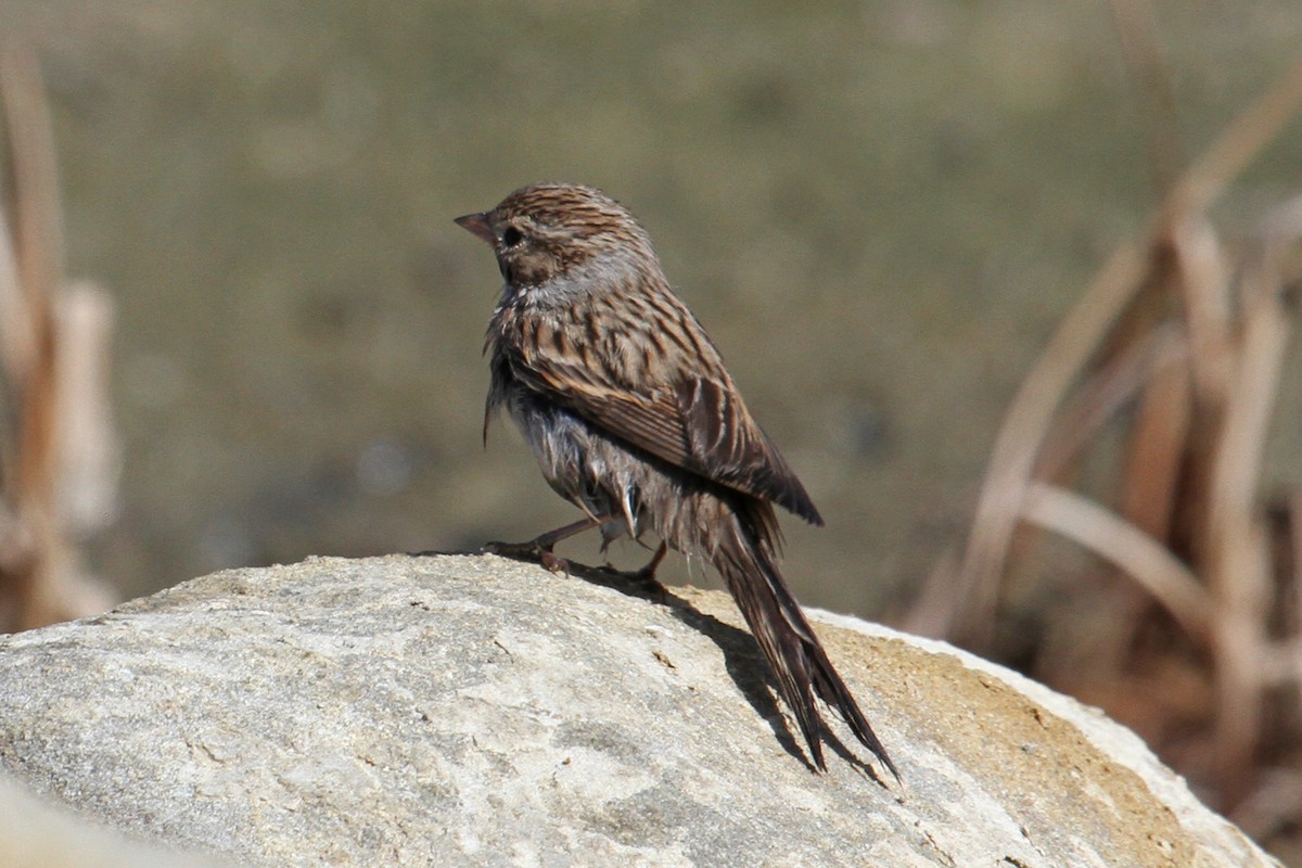 Brewer's Sparrow - ML35047461