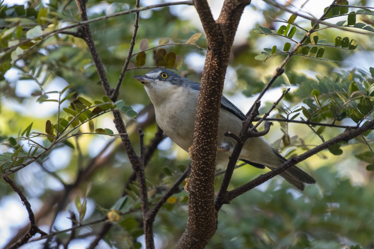 Hooded Tanager - ML350475171