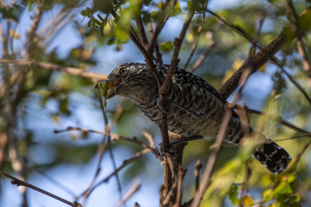 Barred Antshrike - Luiz Carlos Ramassotti