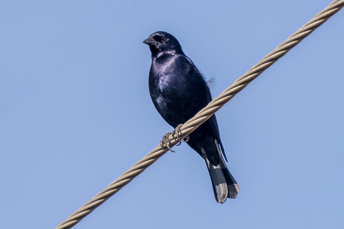 Shiny Cowbird - Luiz Carlos Ramassotti