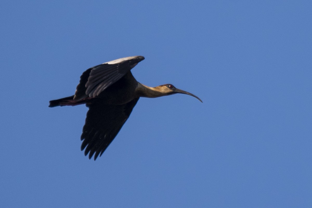 ibis bělokřídlý - ML350476051