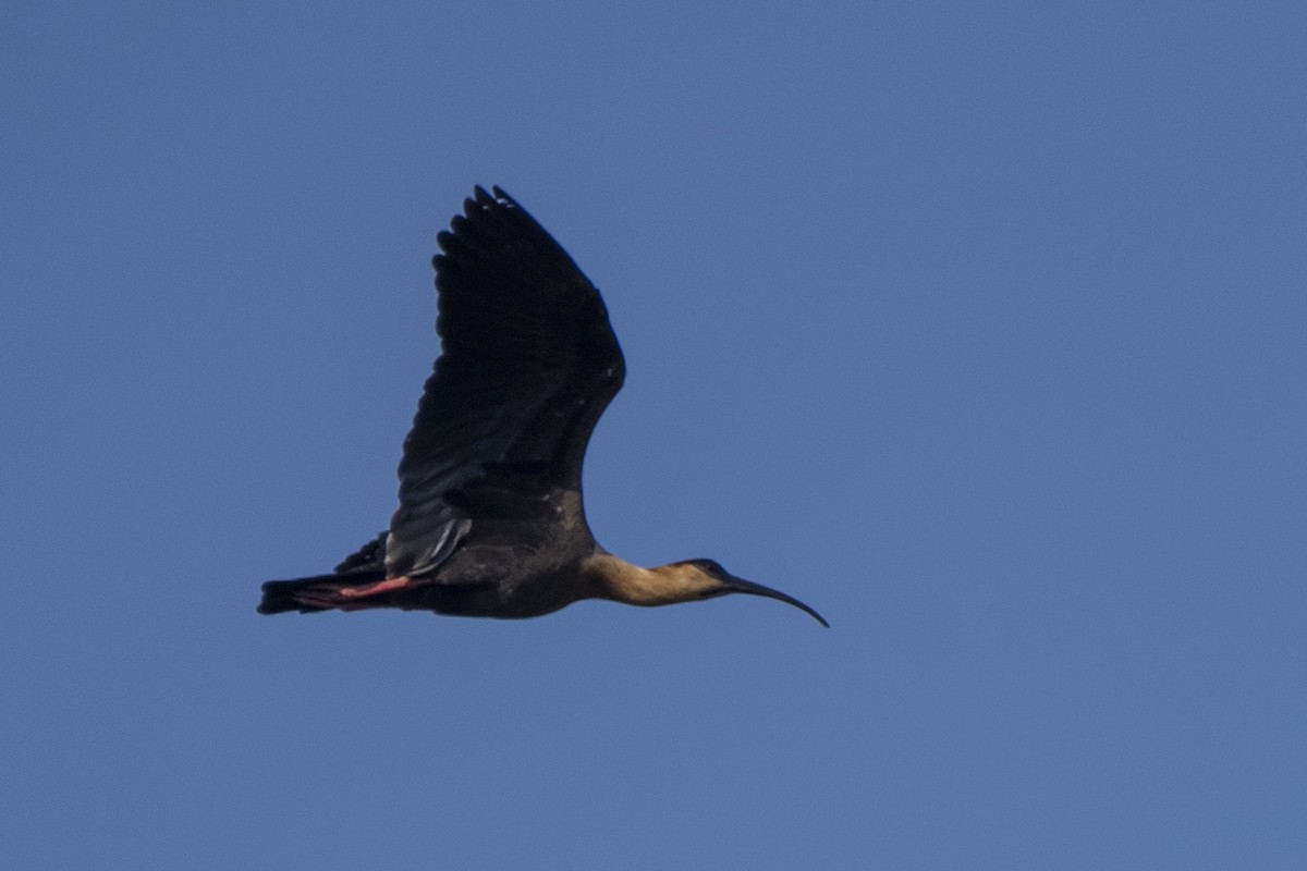 ibis bělokřídlý - ML350476061
