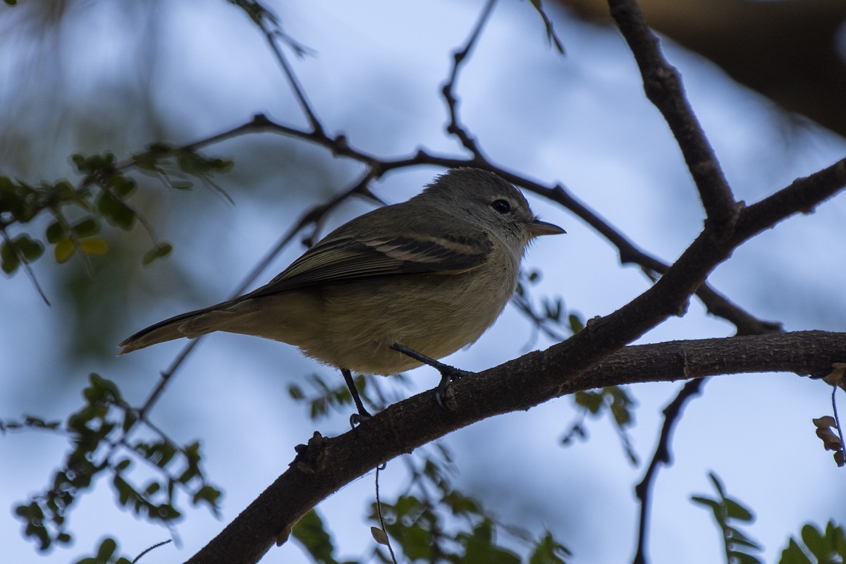 Southern Beardless-Tyrannulet - ML350476101