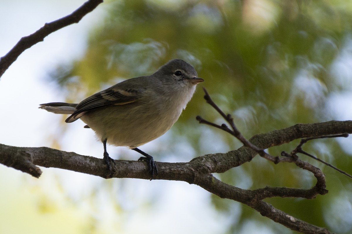 Southern Beardless-Tyrannulet - Luiz Carlos Ramassotti