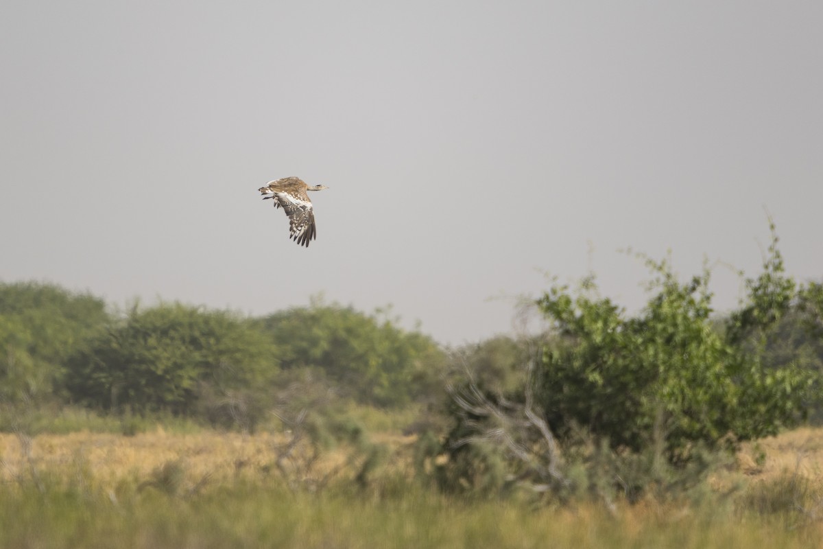 Arabian Bustard - ML350476381