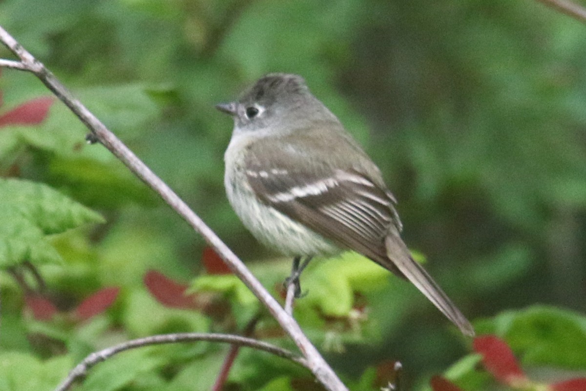 Hammond's Flycatcher - Noah Strycker