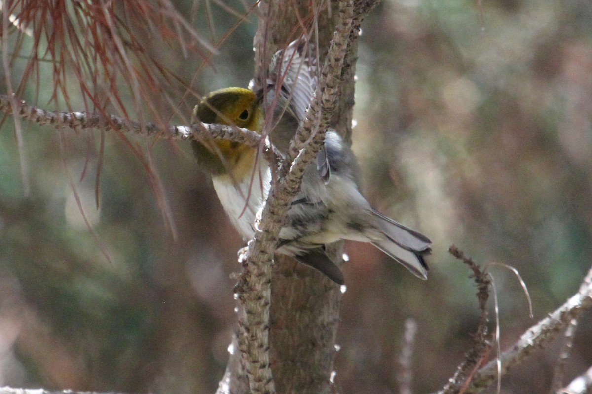 Hermit Warbler - ML35047791