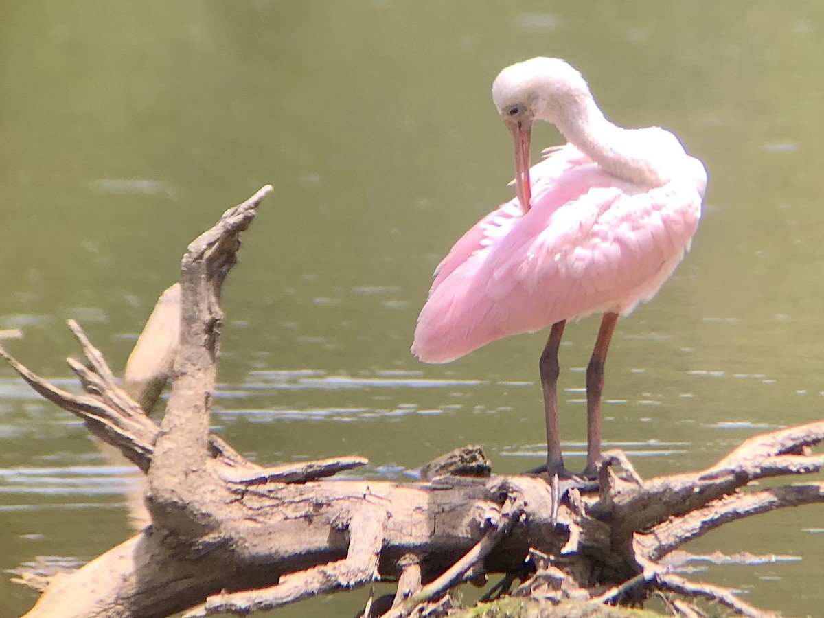 Roseate Spoonbill - Quinn Emmering