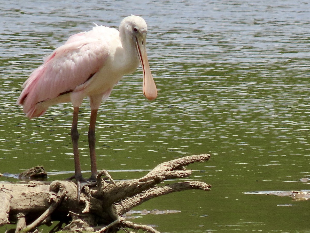 Roseate Spoonbill - ML350478491